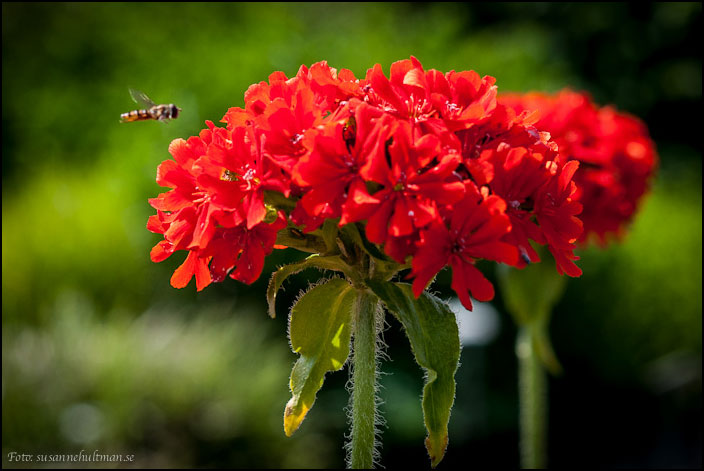 Bi vid röd blomma