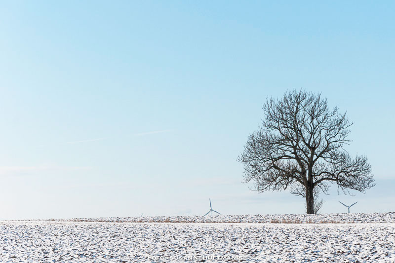 Snöig åker med träd och vindkraftverk