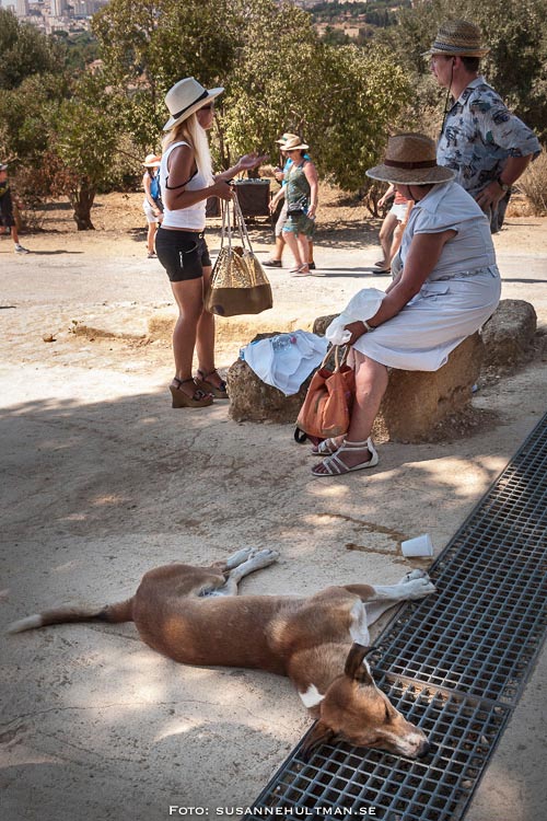 Utmattad hund på marken och i bakgrunden personer med solhattar