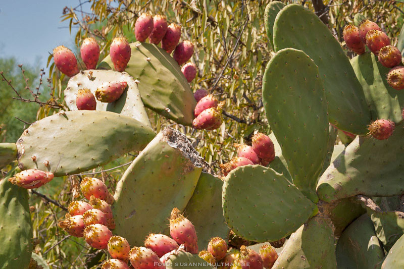 Kaktusfikon på kaktusblad