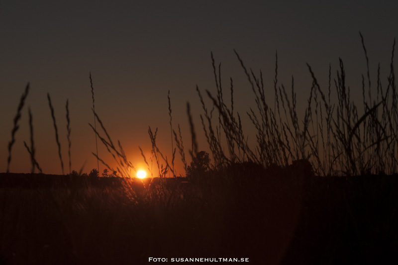 Solnedgång genom rågfält