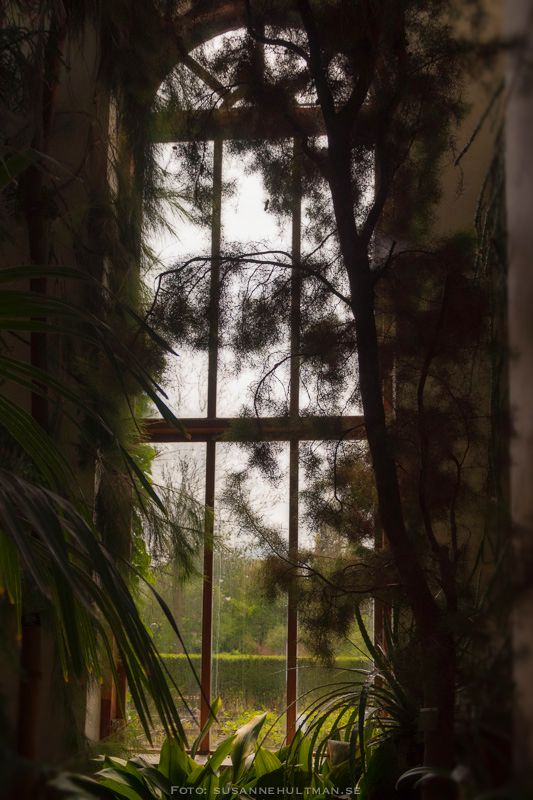 Fönster från växthuset