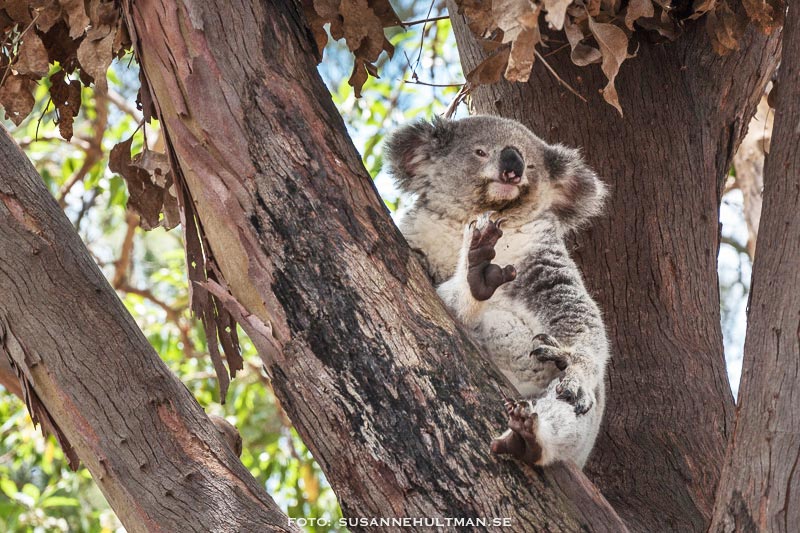 Koala i eucalyptusträd.