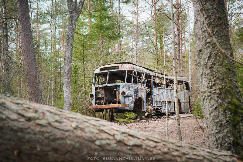 Rostig gammal buss sedd genom trädstammar