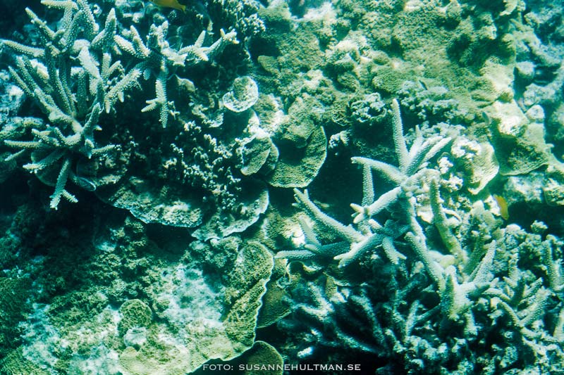 Koraller på nära håll
