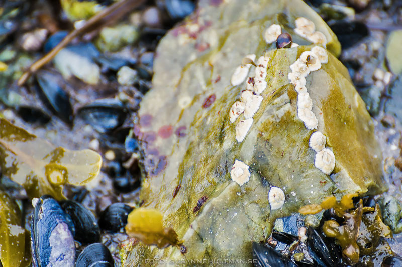 Musslor och snäckor på en sten