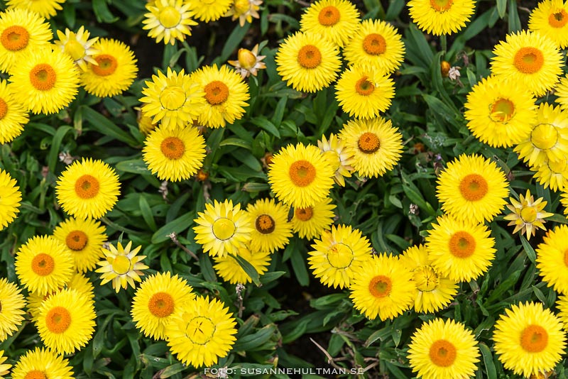 Många gula blommor