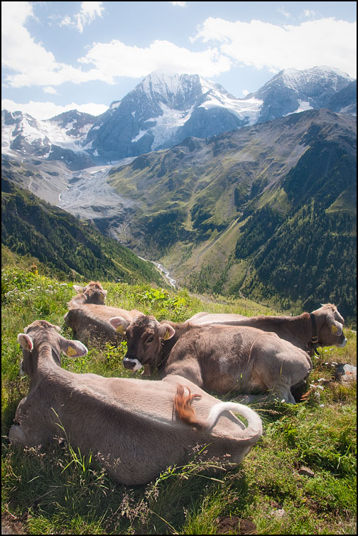 Vilande kor i Alperna