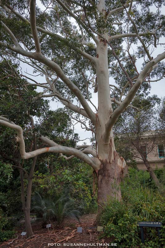 Eucalyptusträd