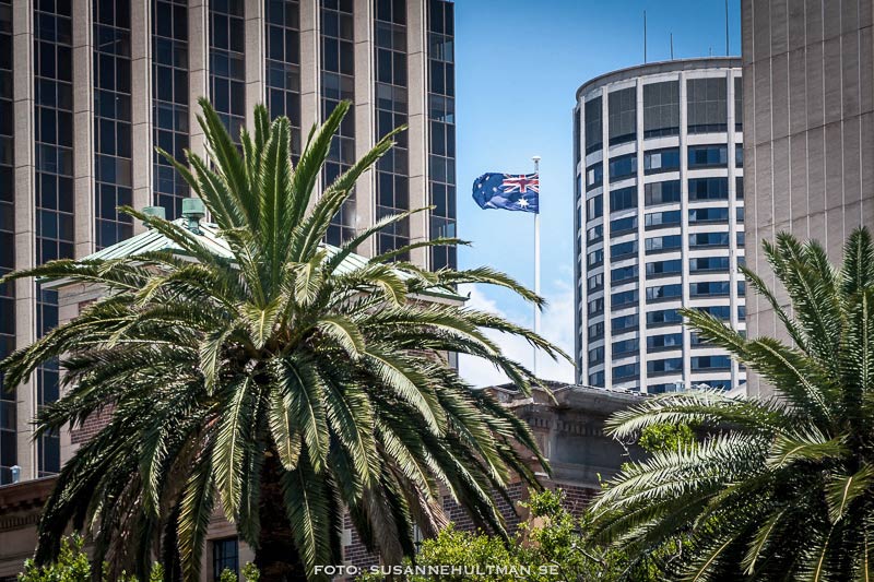 Australiens flagga mellan höghusen