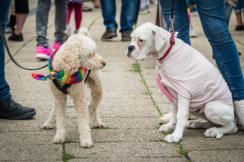 Två hundar klädda i regnbågsfärger respektive rosa.