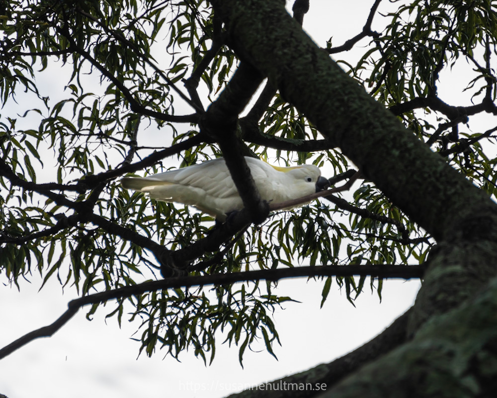Kakadua som äter på en gren i ett träd.