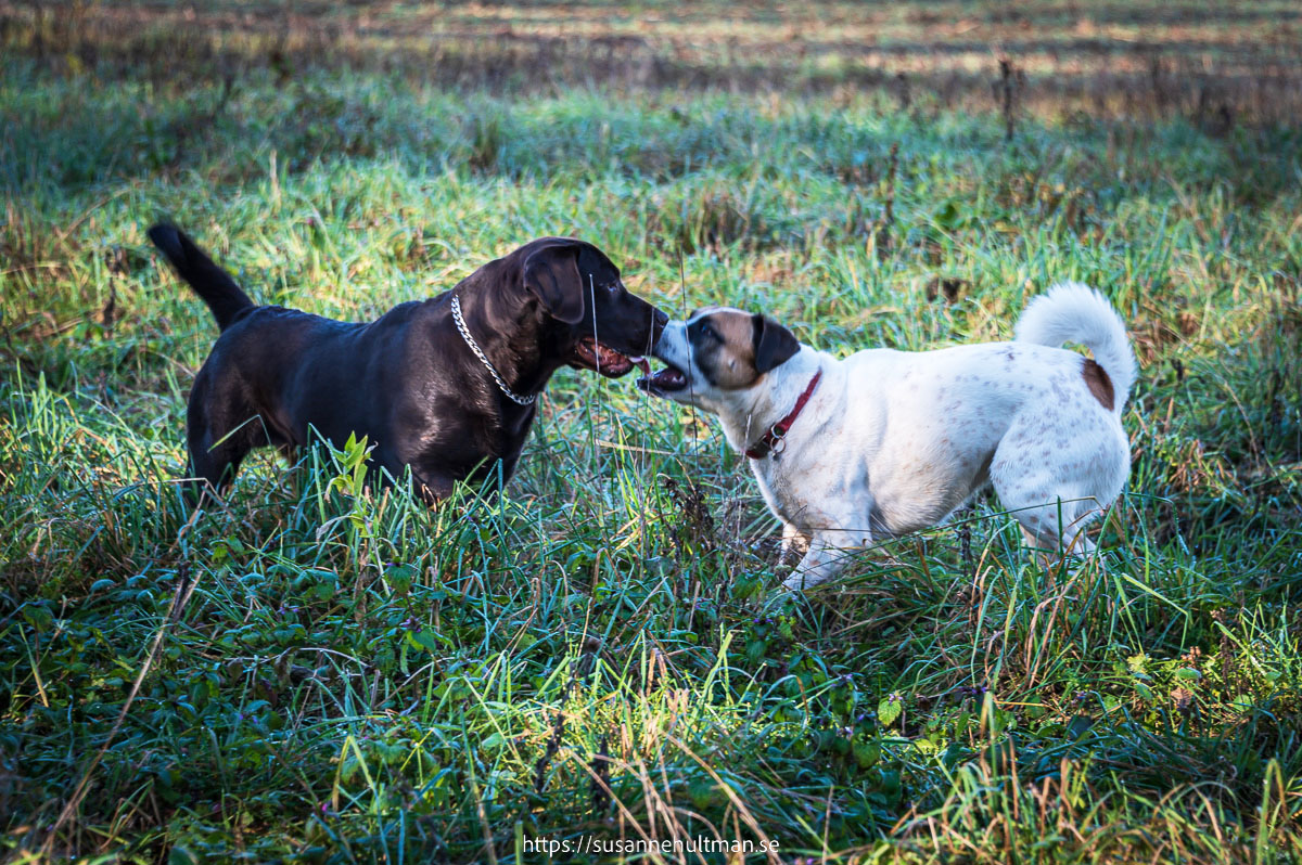 En mörkbrun hund och en vit hund med bruna fläckar i gräs.