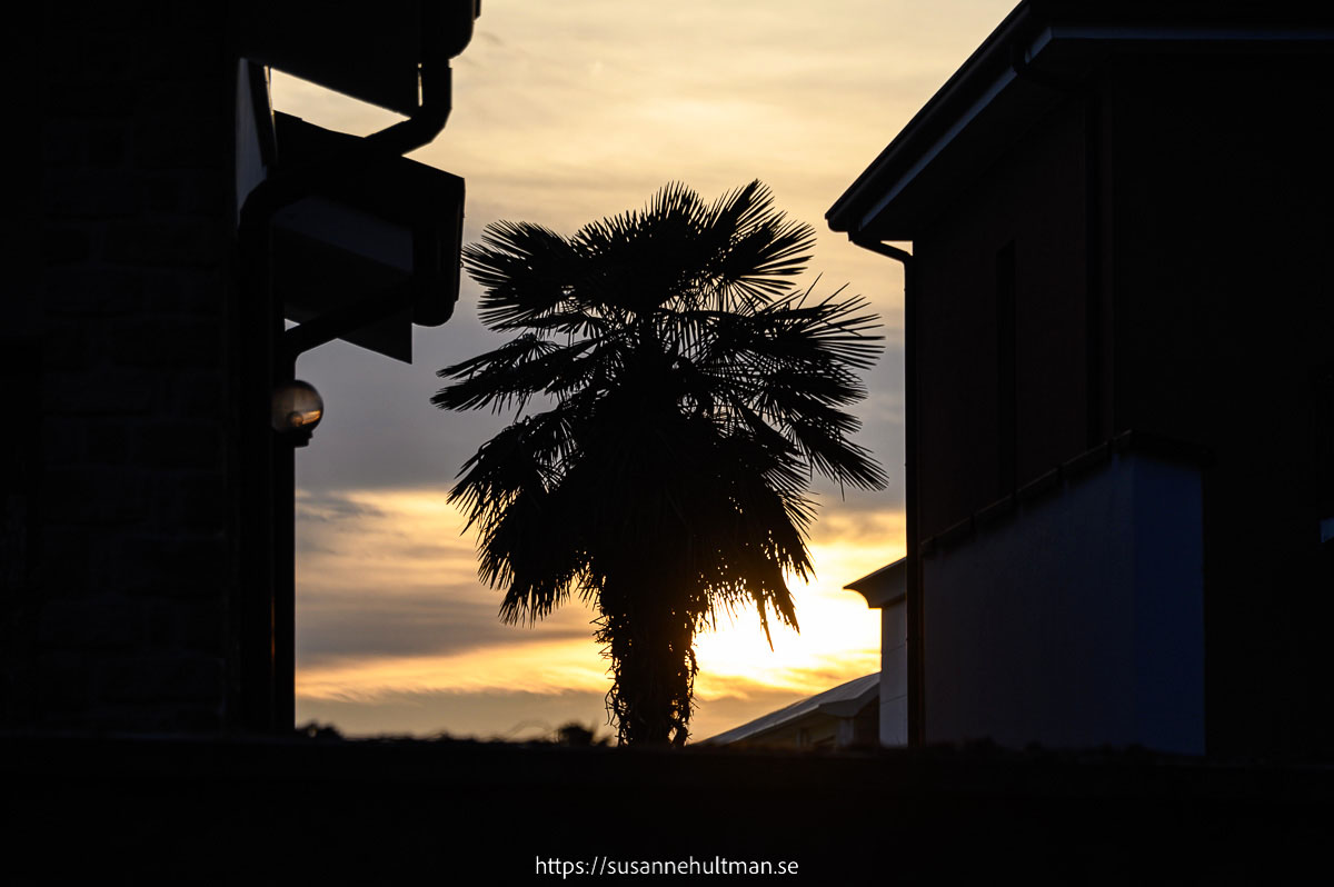 Silhuetten av en palm mellan två hus i solnedgången.