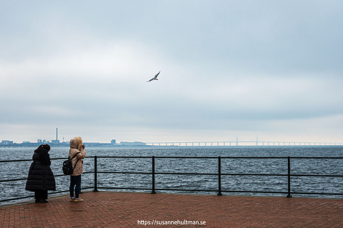 Två kvinnor tittar ut mot Öresundsbron och en fiskmås i luften.