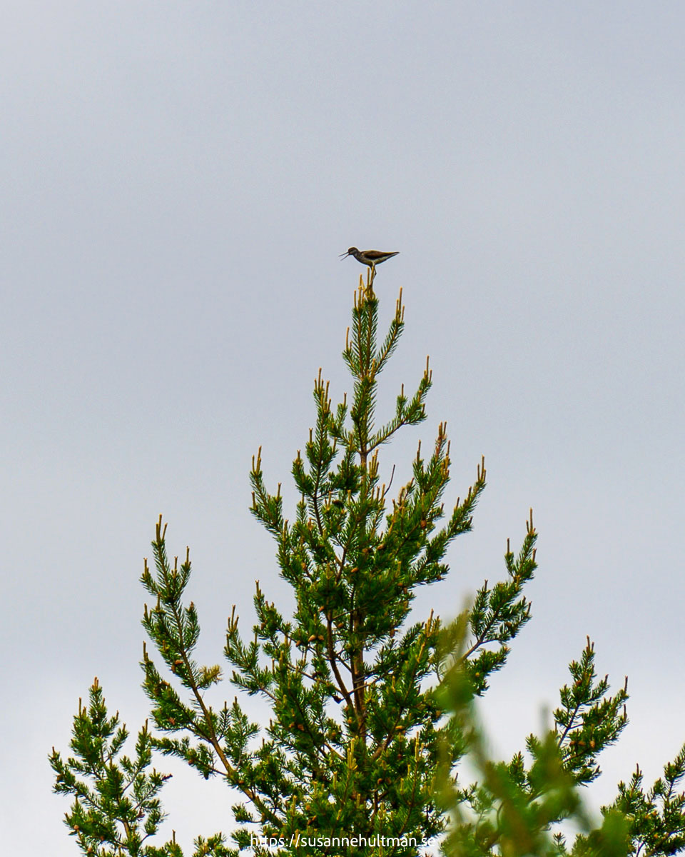 Fågeln grönbena högst uppe i en grantopp.
