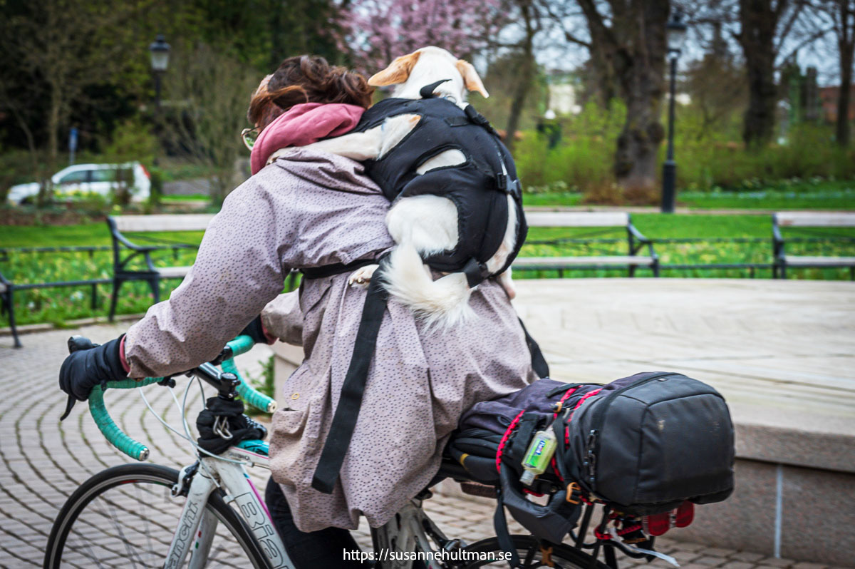 Kvinna på cykel med hund på ryggen.