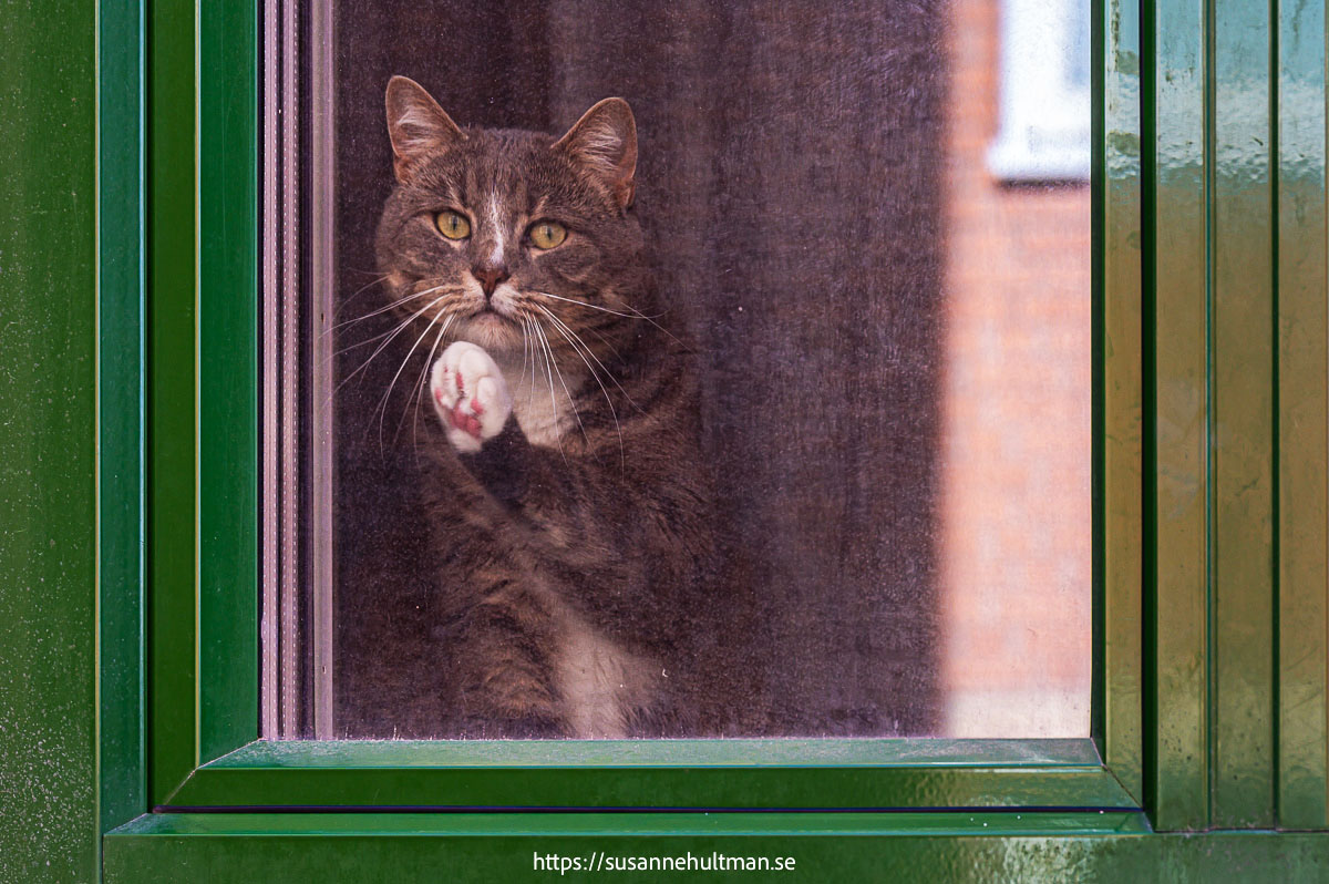 Katt i fönster med vänster framtass lyft.
