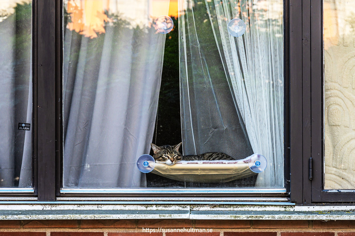 Katt som ligger i en liten "hängmatta" i ett fönster.